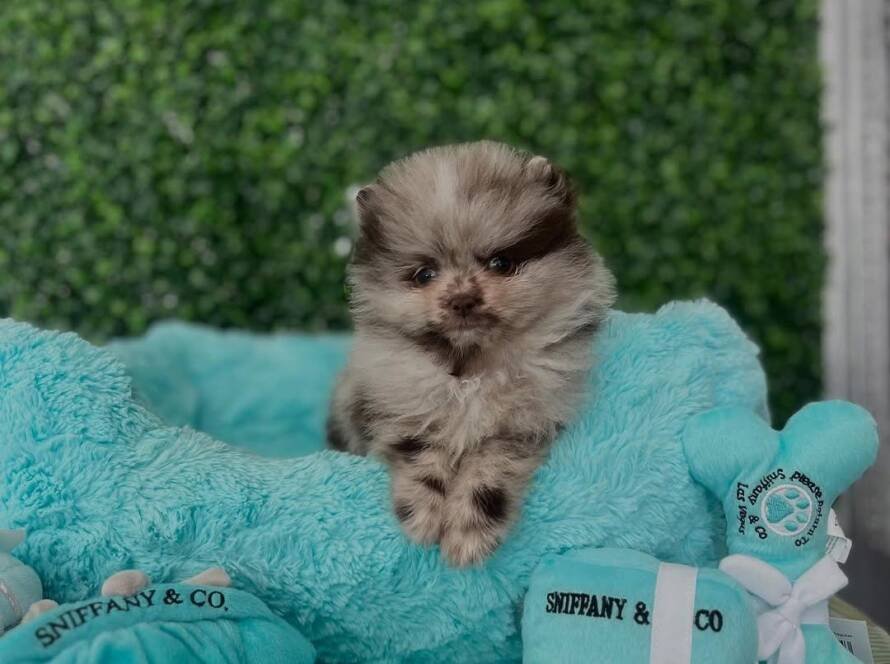 teacup pom pom