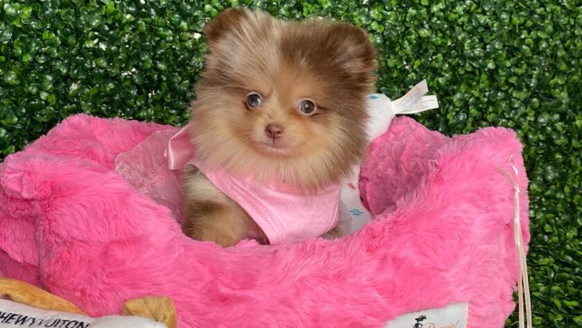 teacup pomeranian buy