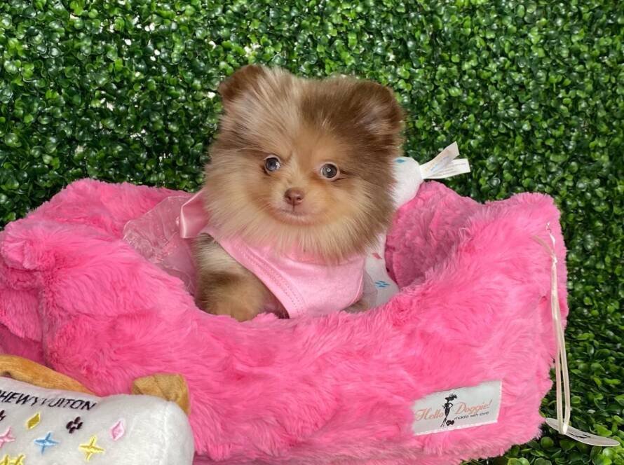 teacup pomeranian buy