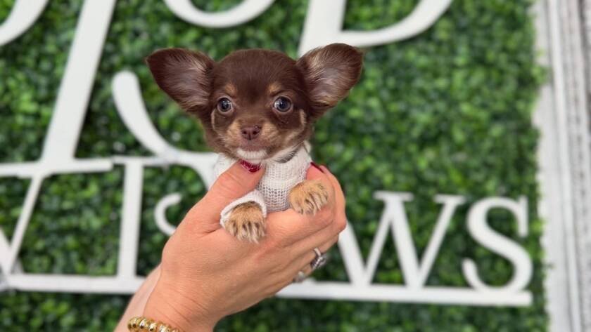 teacup chihuahua for sale