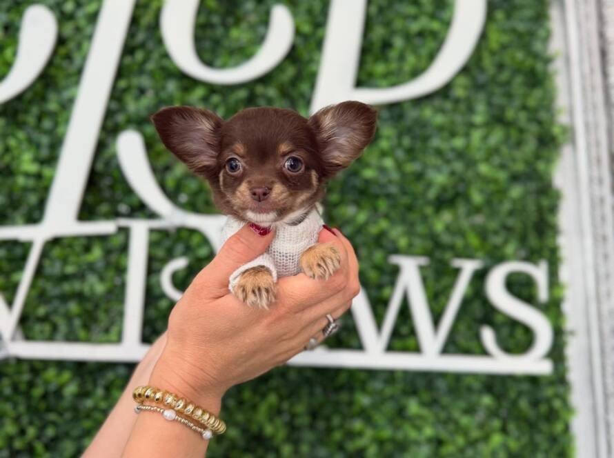 teacup chihuahua for sale