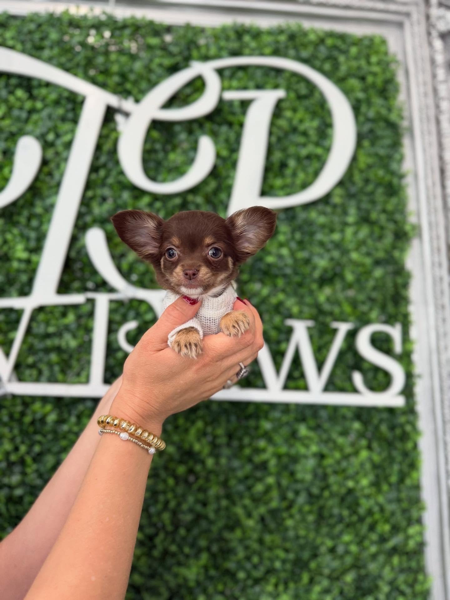 teacup chihuahua for sale
