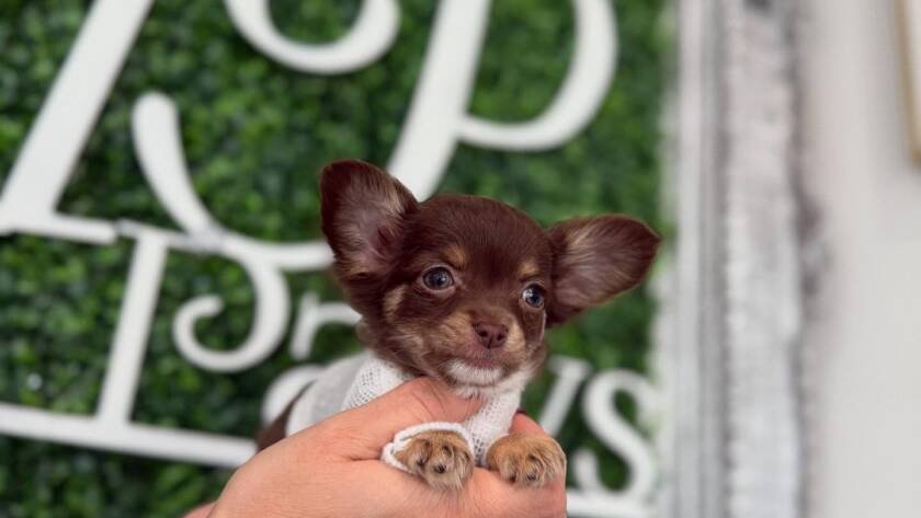 buy teacup Chihuahua