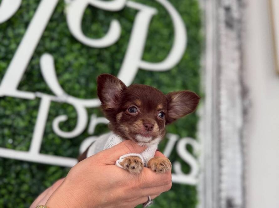 buy teacup Chihuahua