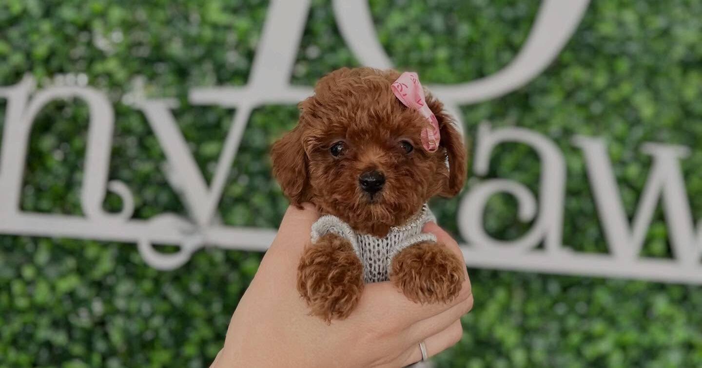 teacup poodles for sale