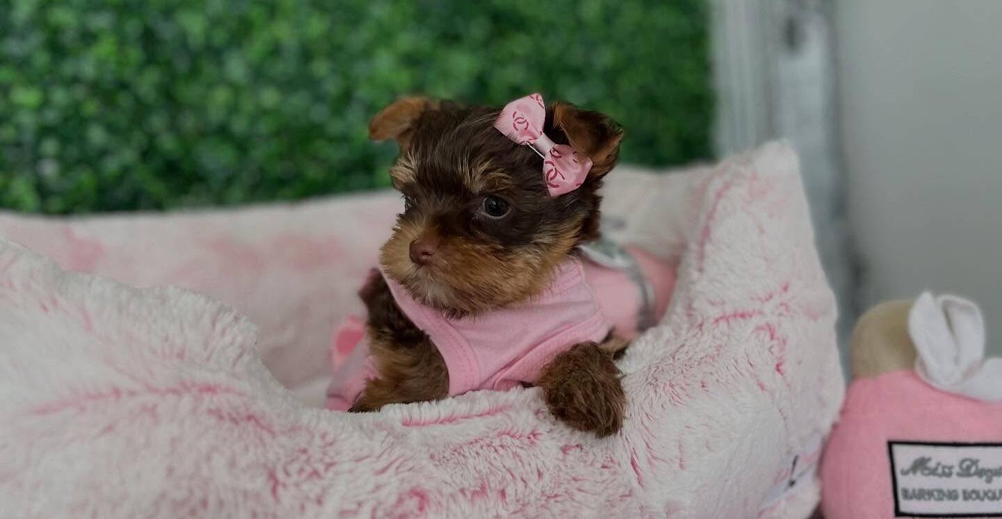  tea cups yorkies for sale