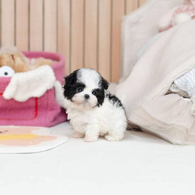 teacup maltipoo