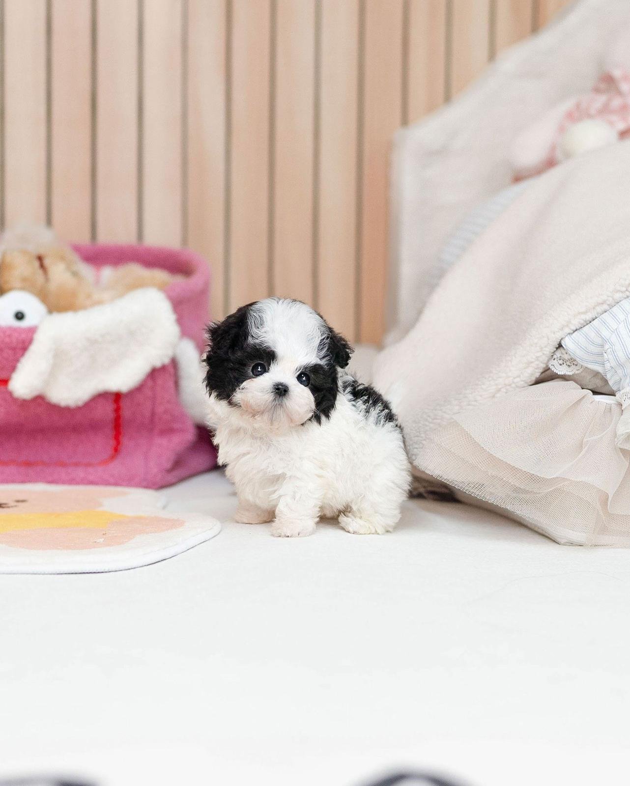 teacup maltipoo