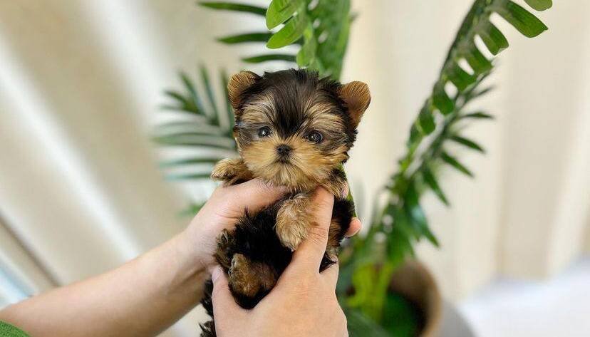 teacup Yorkies for sale