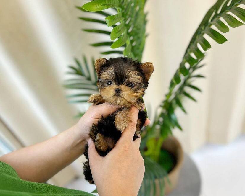 teacup Yorkies for sale