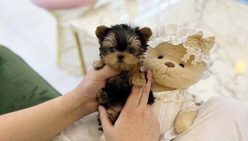 small dog carriers