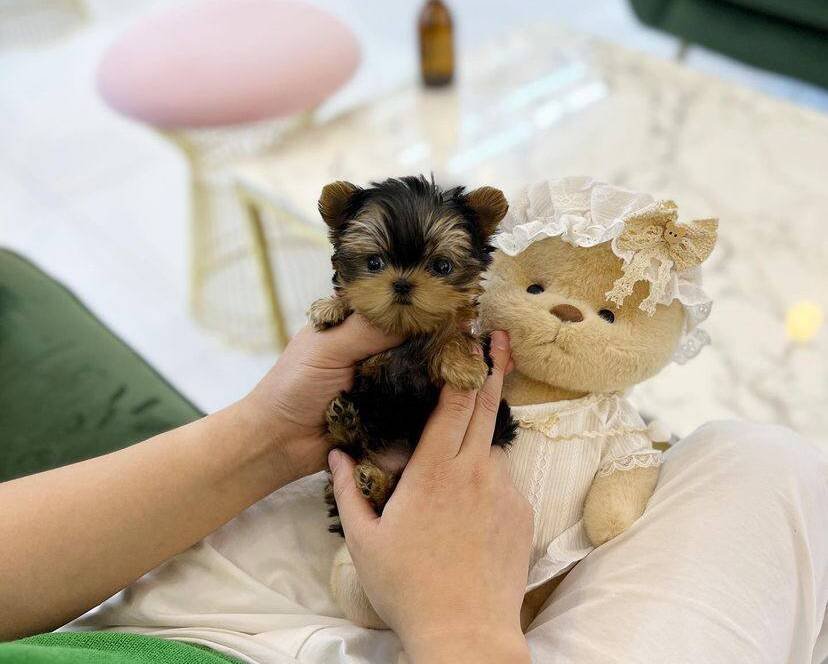 small dog carriers