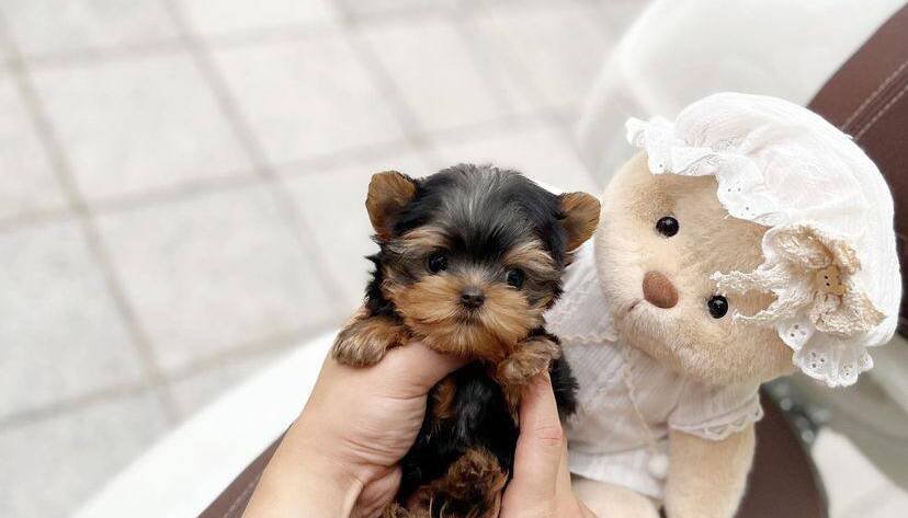teacup and Yorkie