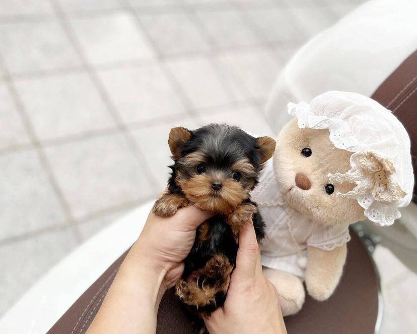 teacup and Yorkie