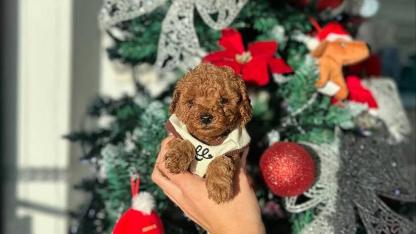 teacup puppies for sale near me