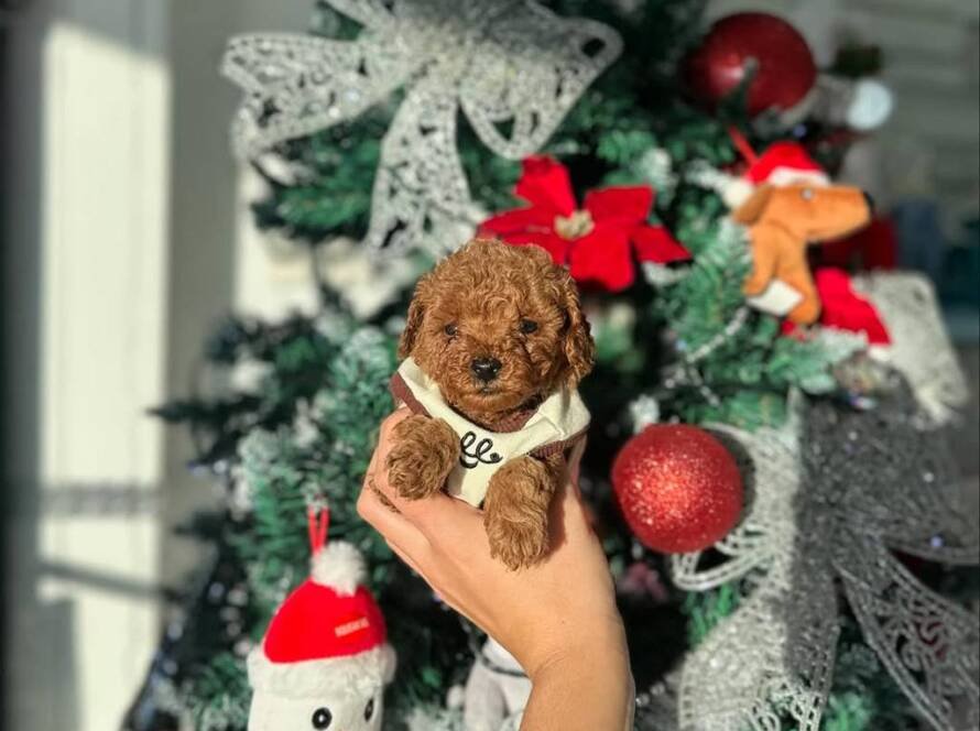 teacup puppies for sale near me