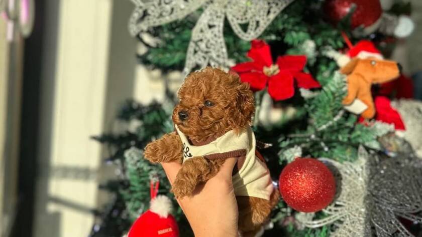 teacup poodles for sale