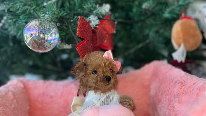 teacup poodles for sale,