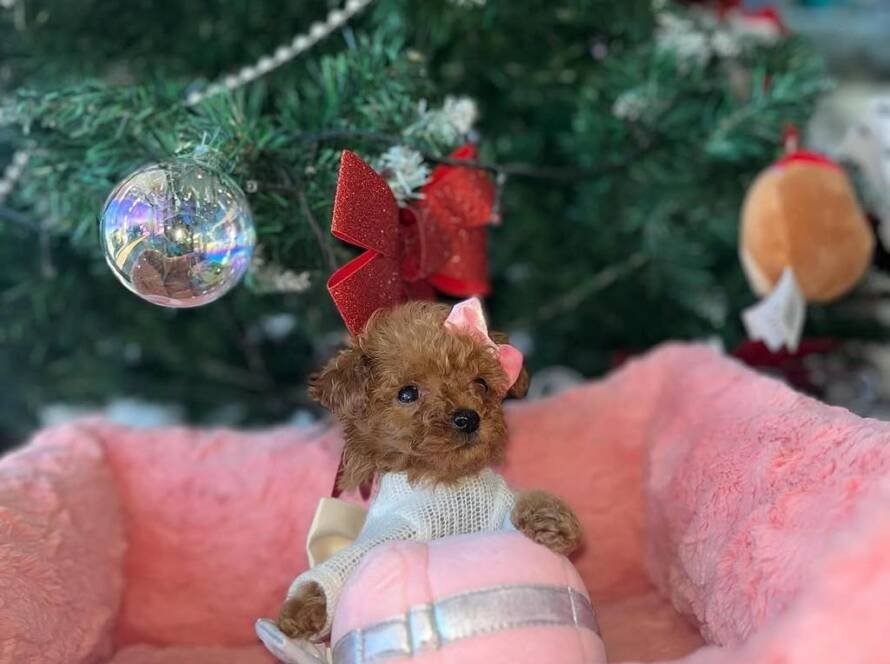 teacup poodles for sale,