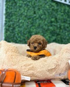Cavapoo for sale