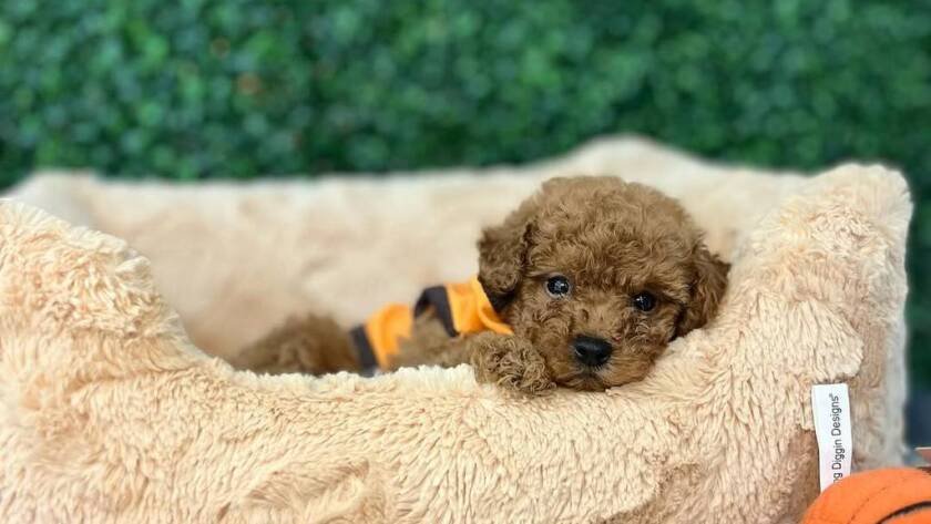 teacup poodles