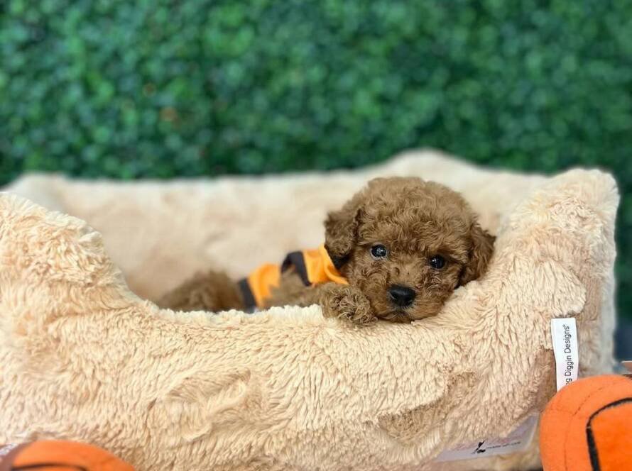 teacup poodles