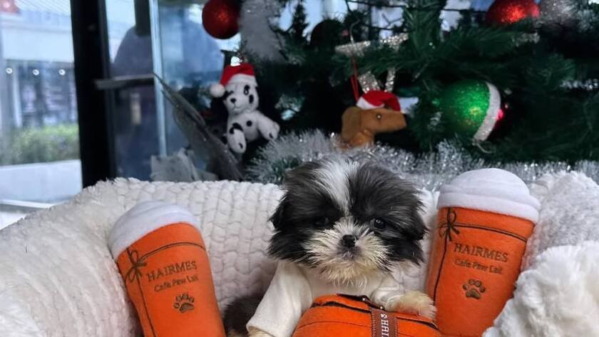 black Shih Tzu puppy
