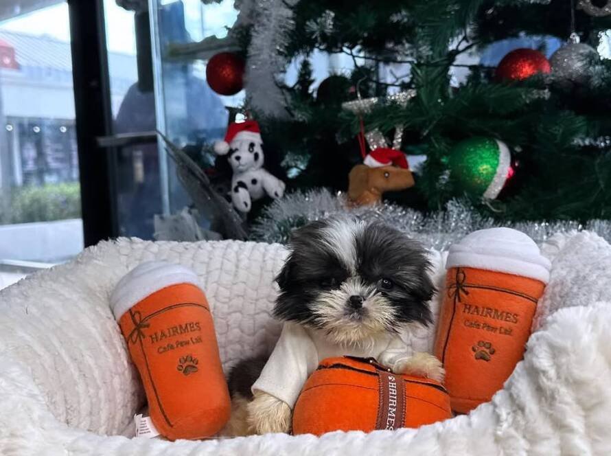 black Shih Tzu puppy