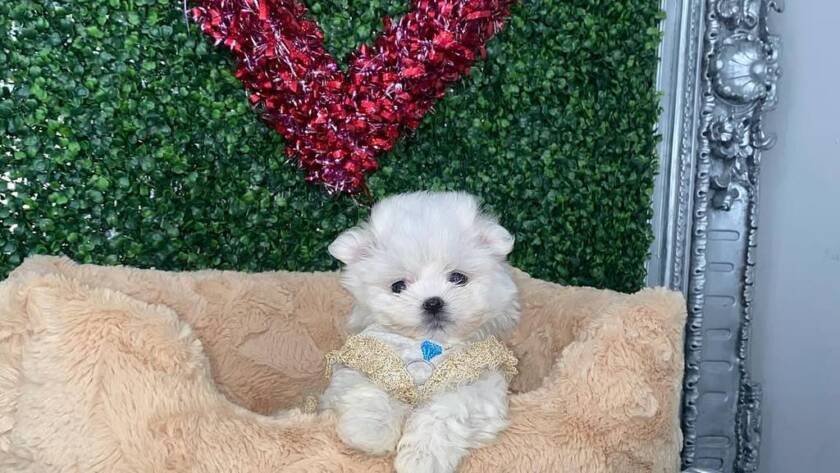 for sale Maltese,