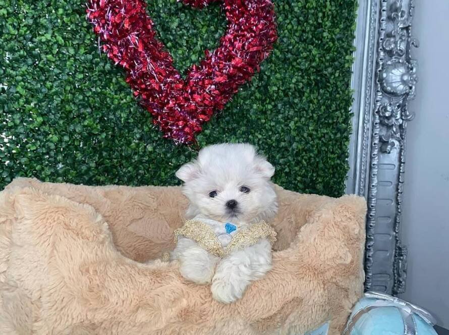 for sale Maltese,