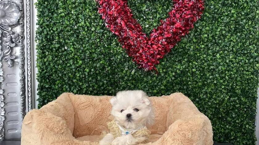 teacup puppies for sale