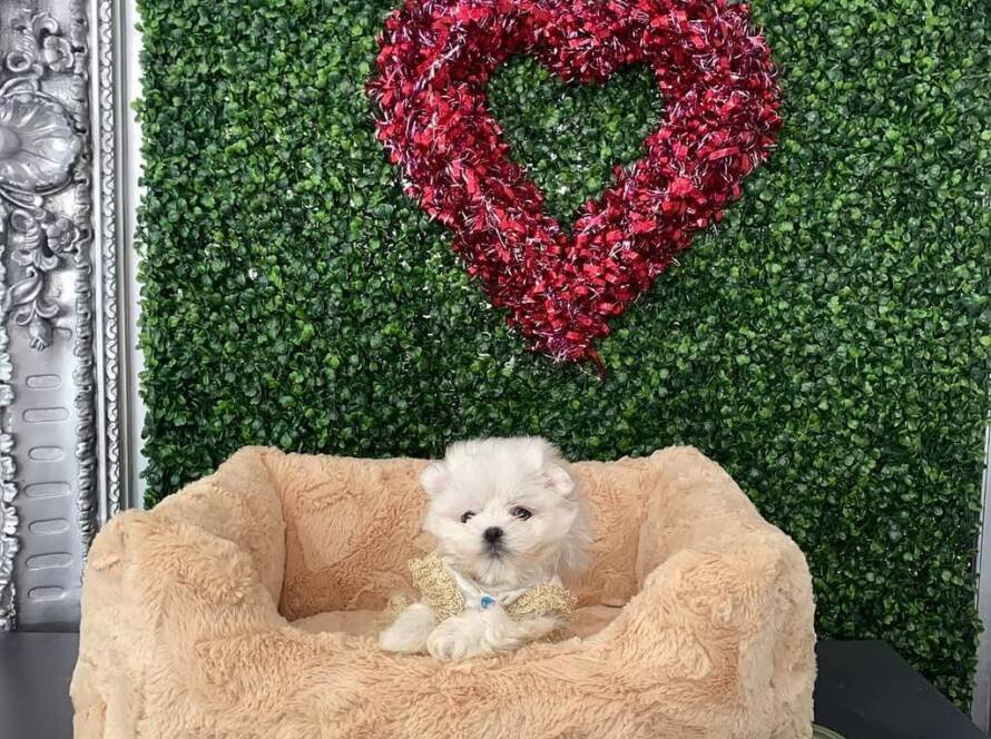 teacup puppies for sale