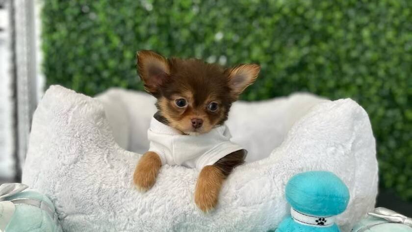 chihuahua mini chihuahua