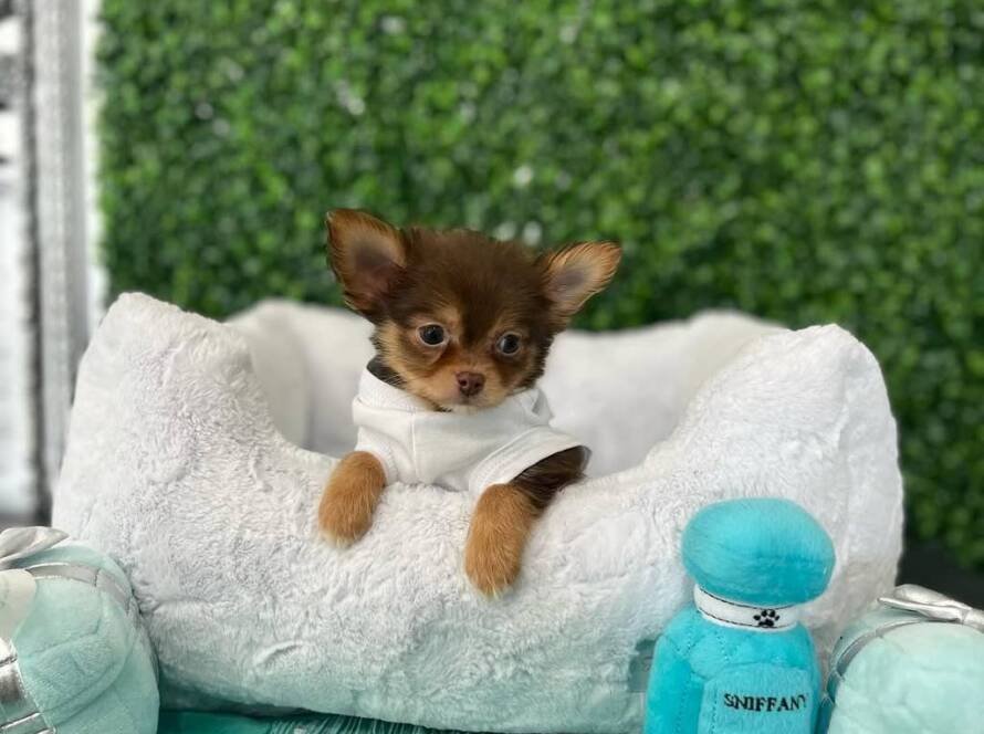 chihuahua mini chihuahua