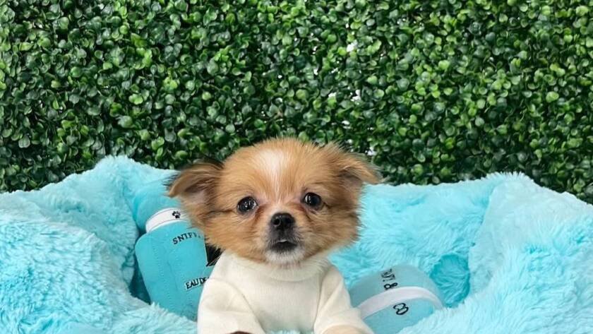 chihuahua price