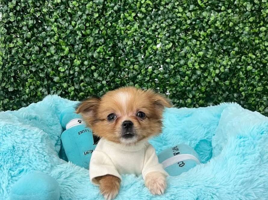 chihuahua dogs for sale