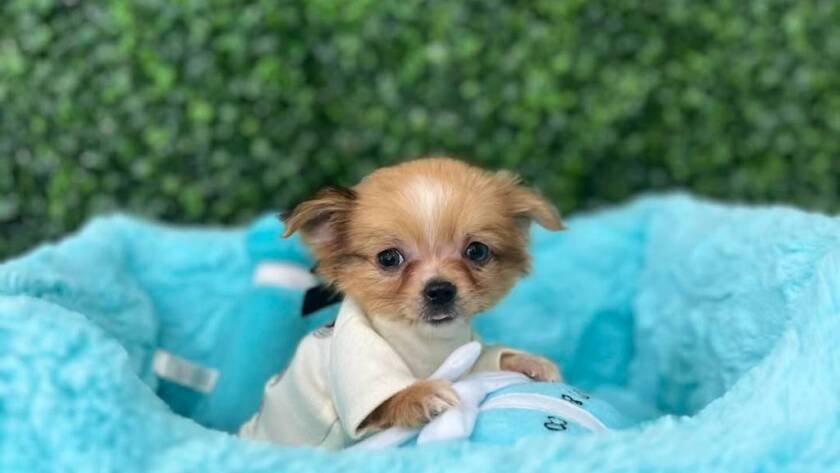 buy teacup chihuahua