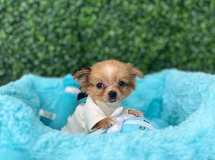 buy teacup chihuahua