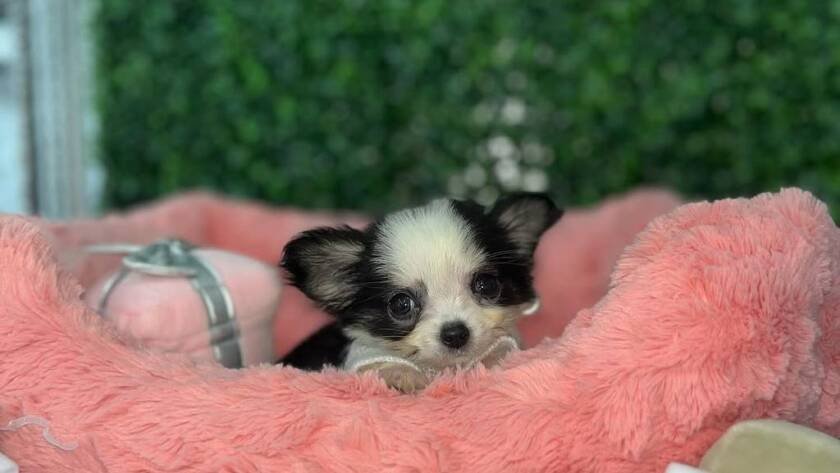 teacup chihuahuas for sale
