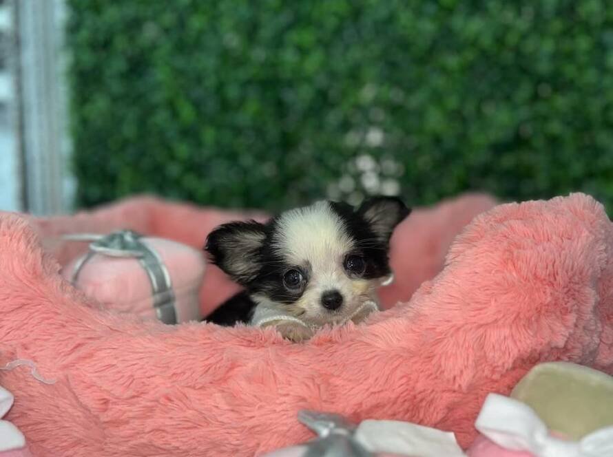 teacup chihuahuas for sale