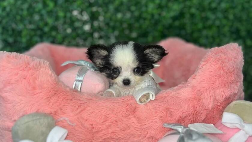 teacup Chihuahuas for sale