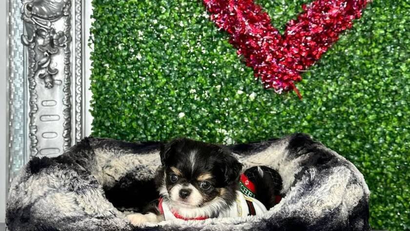 teacup chihuahua for sale