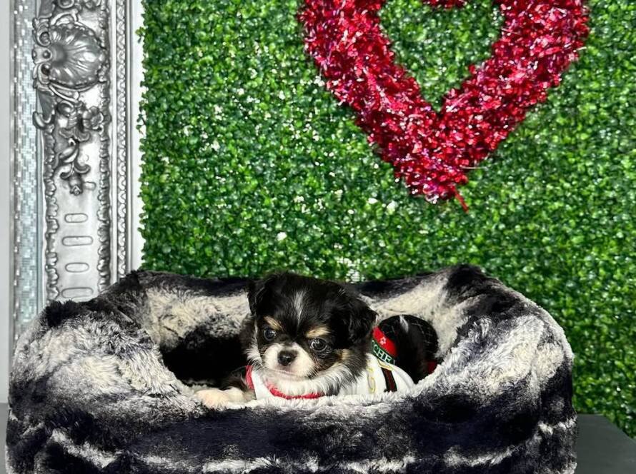 teacup chihuahua for sale