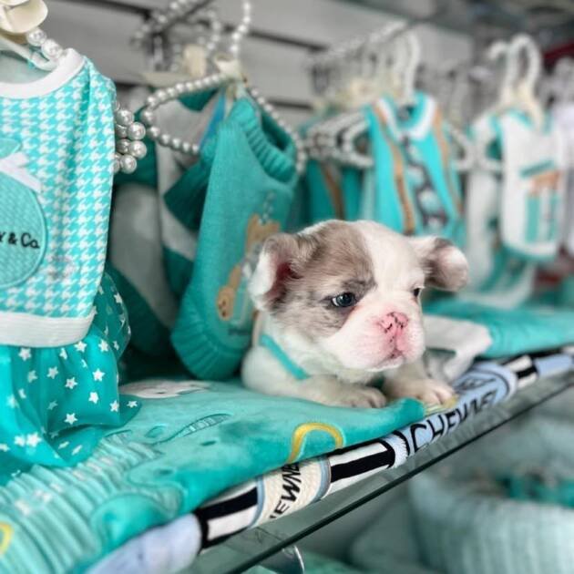 French Bulldog for sale