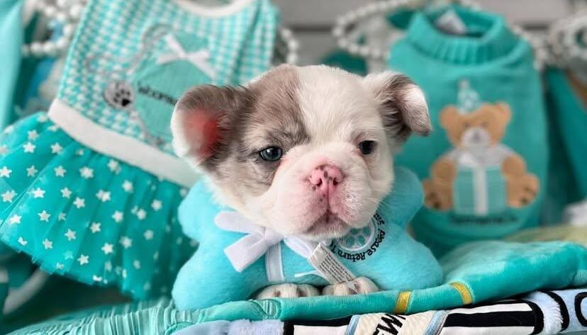teacup Frenchie