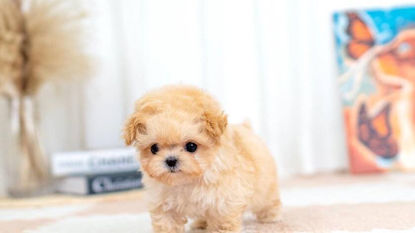 Teacup dog breeds