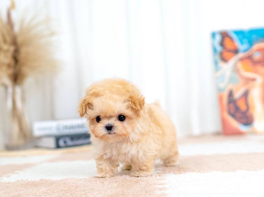 Teacup dog breeds