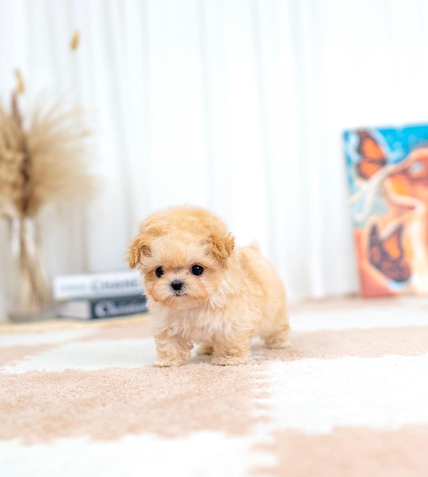 teacup toy poodle