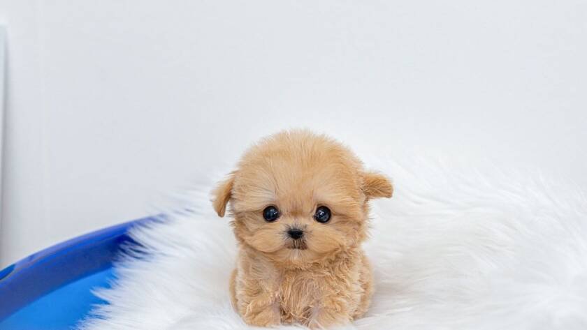 teacup Maltipoo for sale