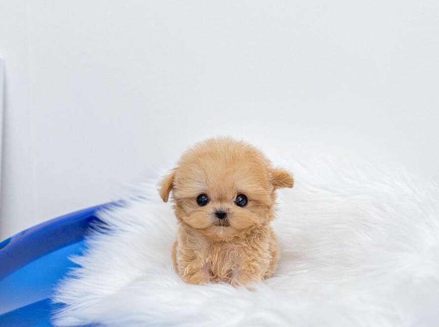 toy dog breeds